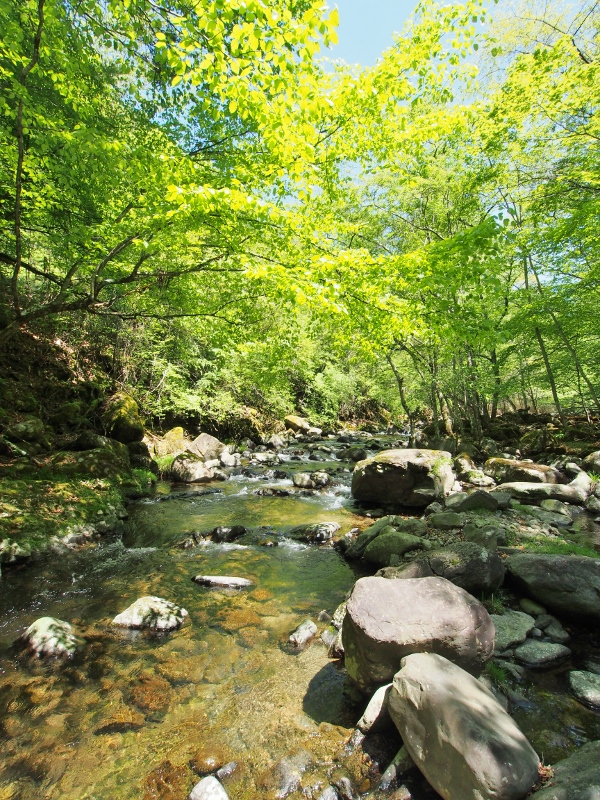 RIVERWALKブログ【川で会いたい動物】 RIVERWALK